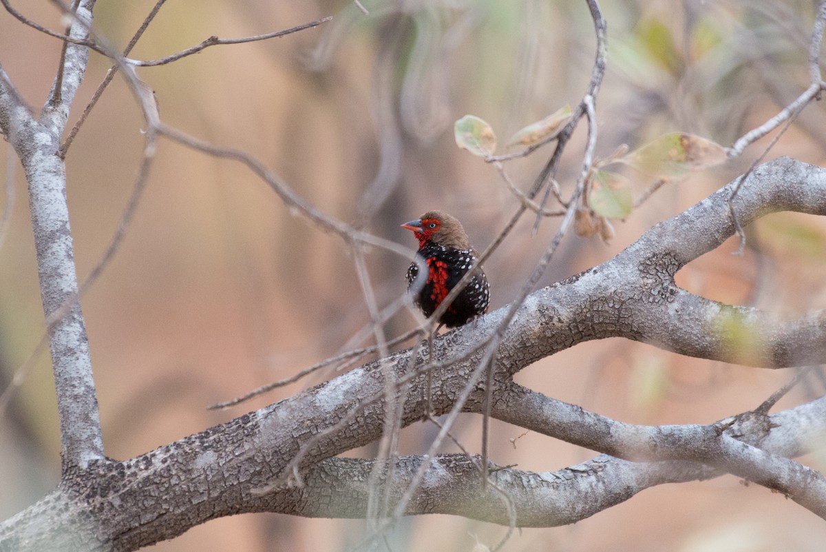 Painted Firetail - ML187778771