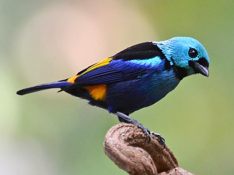 Seven-colored Tanager - Bruno Rennó