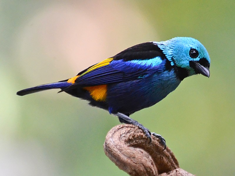 20 Beautiful Birds in Brazil to Look for on Your Next Trip - Sonoma Birding