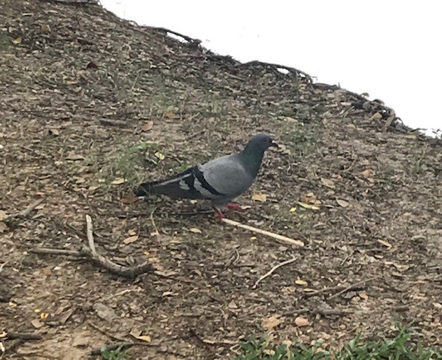 Rock Pigeon (Feral Pigeon) - ML187782261