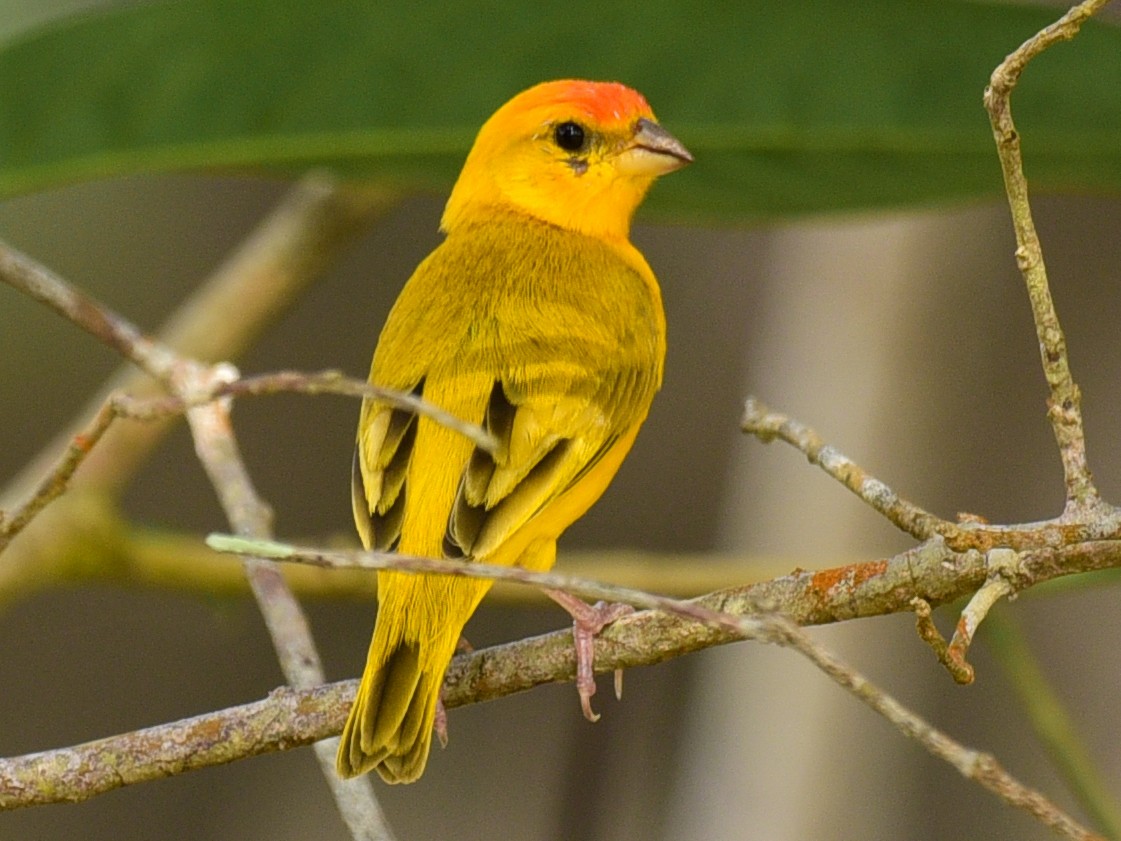 Orange-fronted Yellow-Finch - eBird