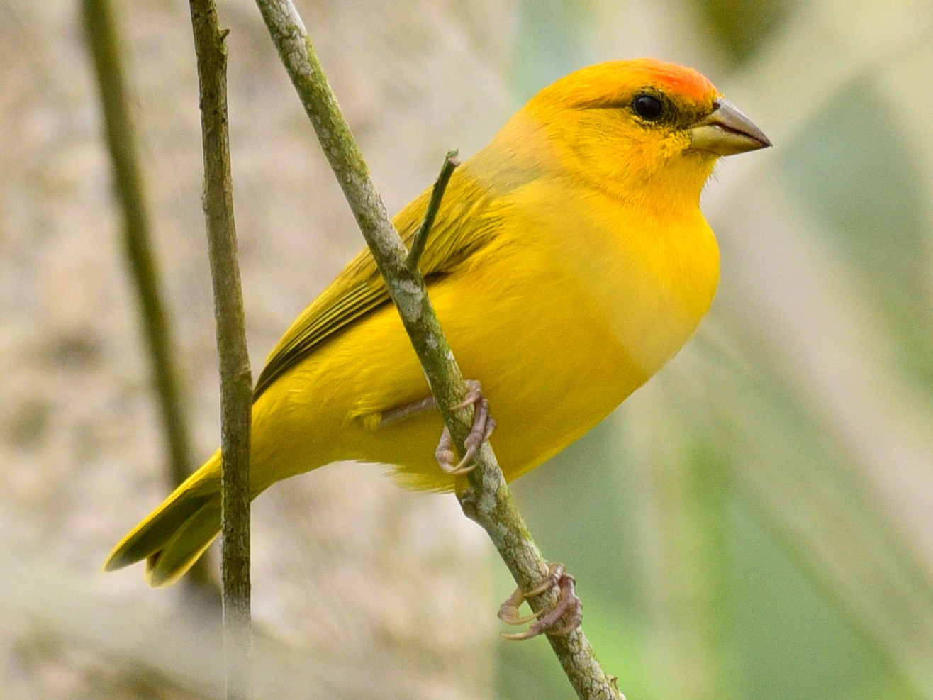 Orange-fronted Yellow-Finch - Luiz Moschini