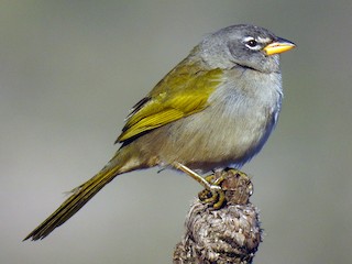  - Pale-throated Pampa-Finch