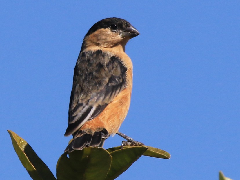 Black-and-tawny Seedeater - Fabio Olmos