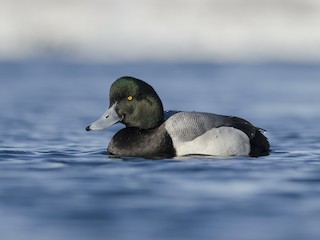  - Greater Scaup