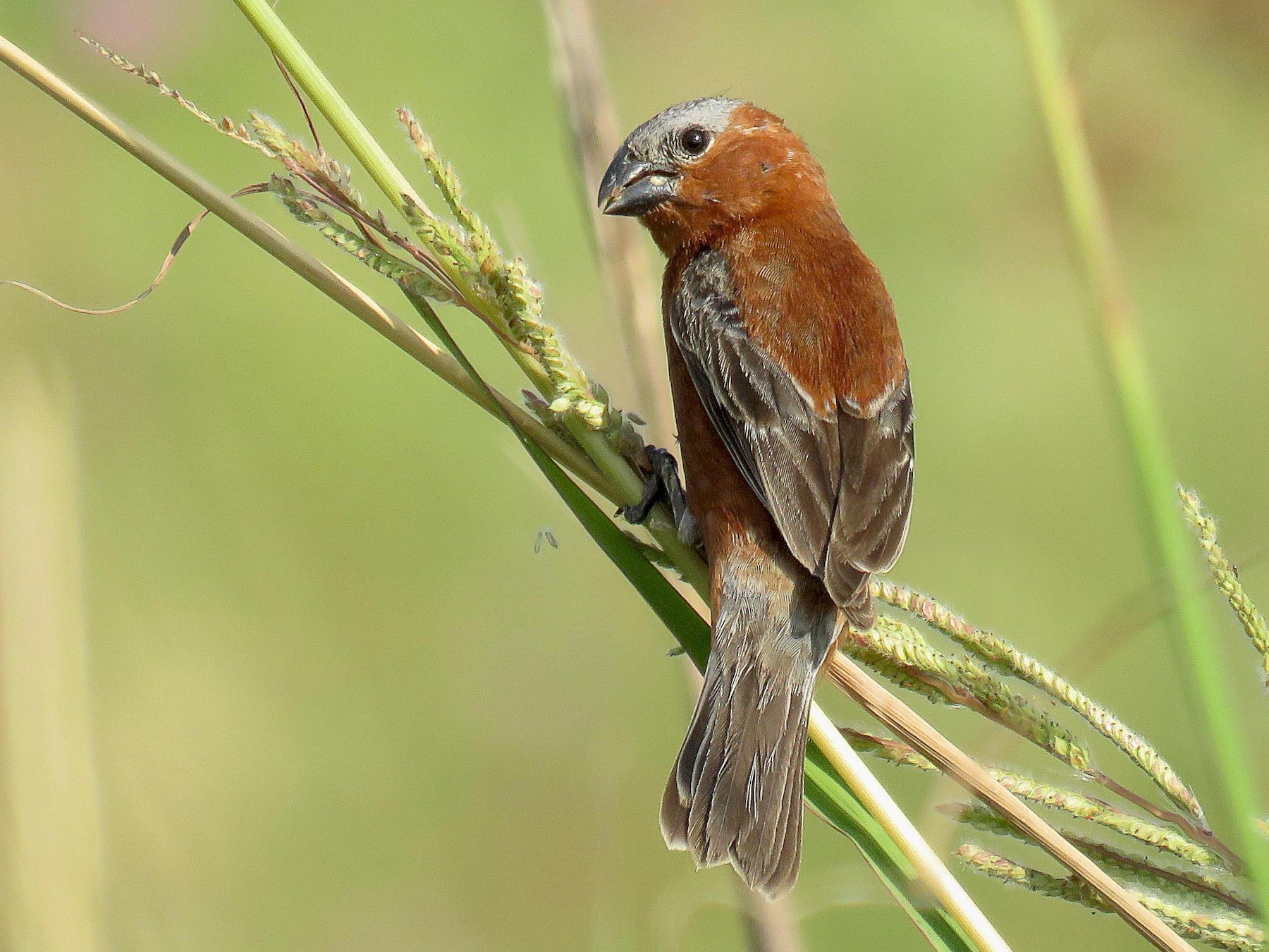 Chestnut Seedeater - eBird