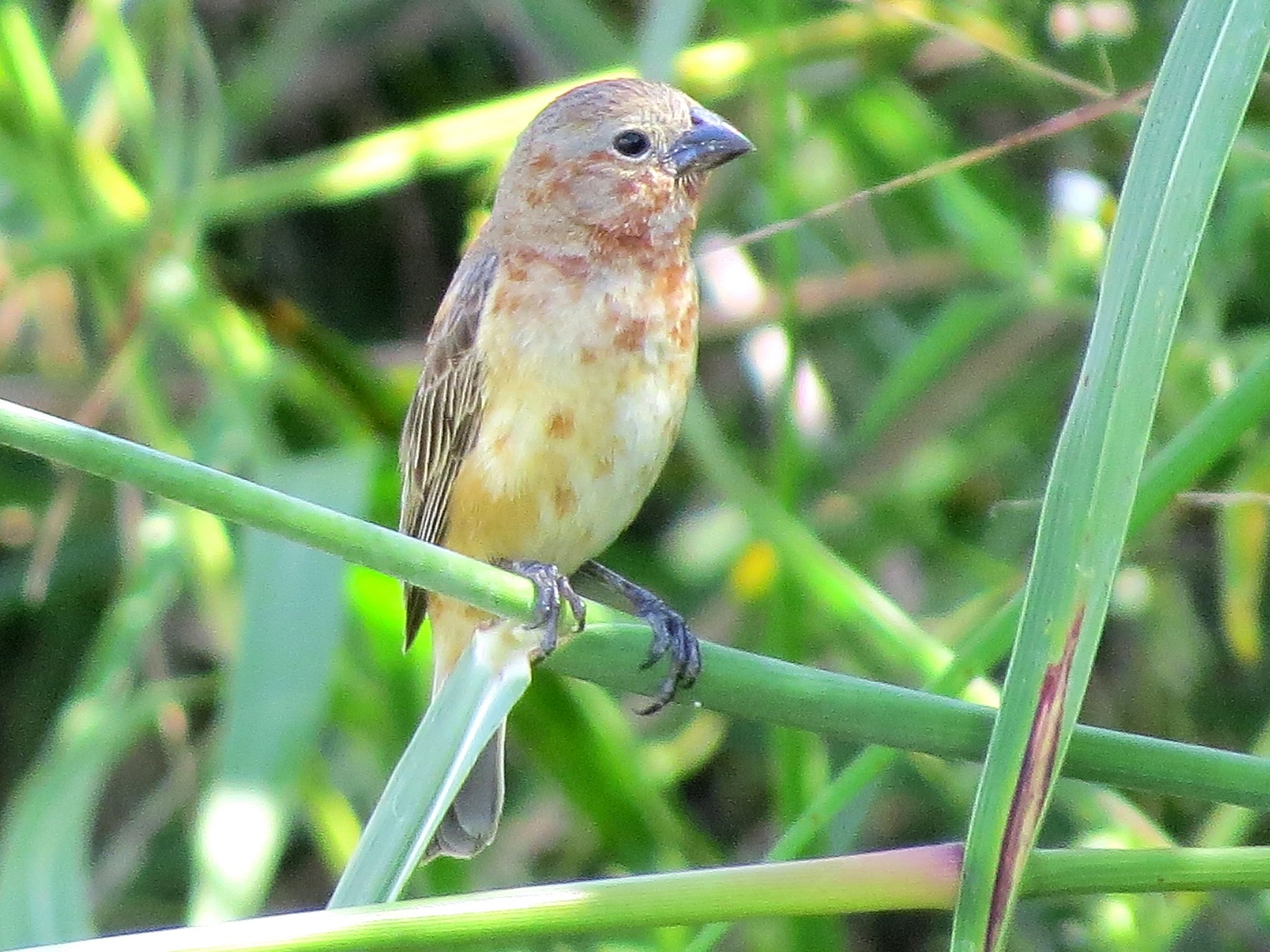 Chestnut Seedeater - eBird