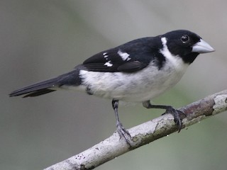  - White-naped Seedeater