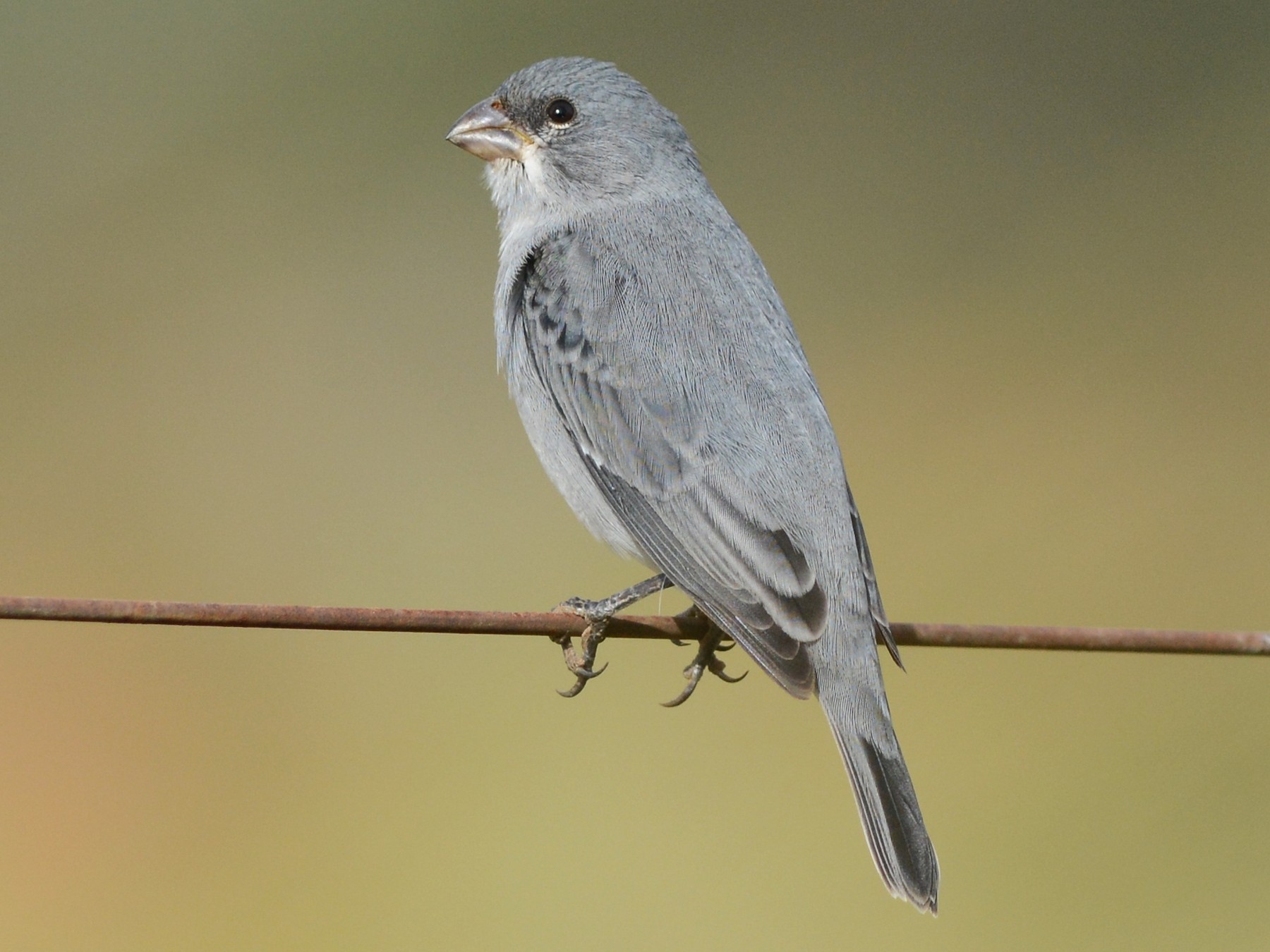 Plumbeous Seedeater - Clive Harris