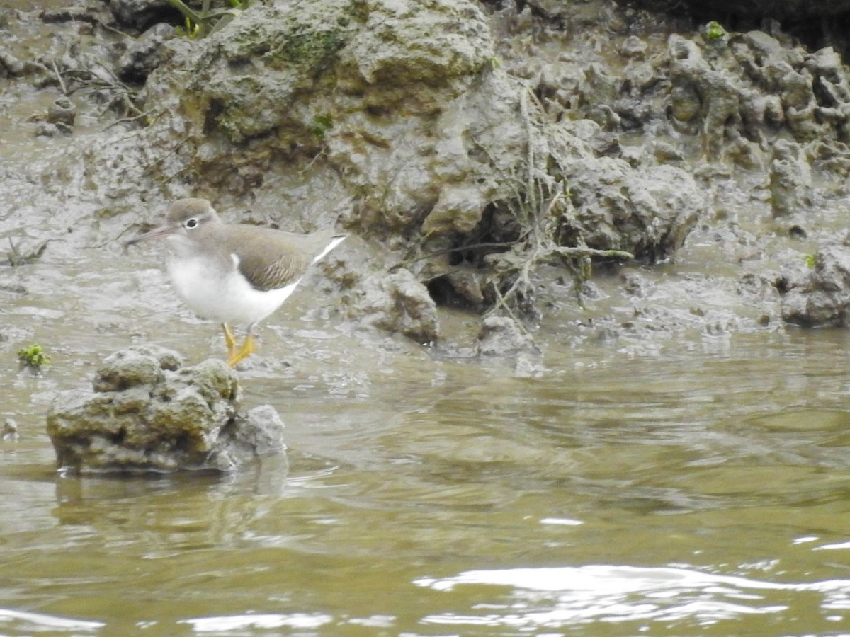 Spotted Sandpiper - Brian Carruthers