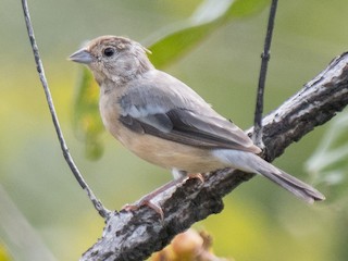Fêmea - Hudson - BirdsRio - ML187785881