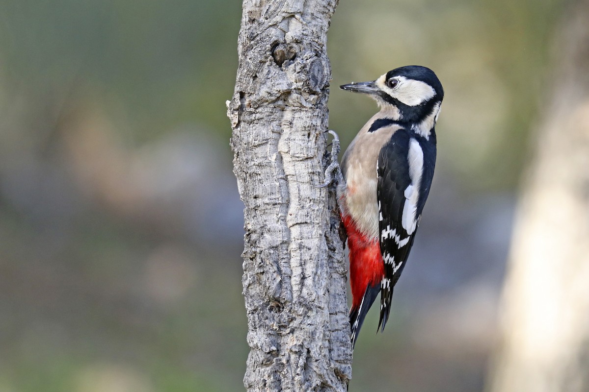 Great Spotted Woodpecker - Francisco Barroqueiro