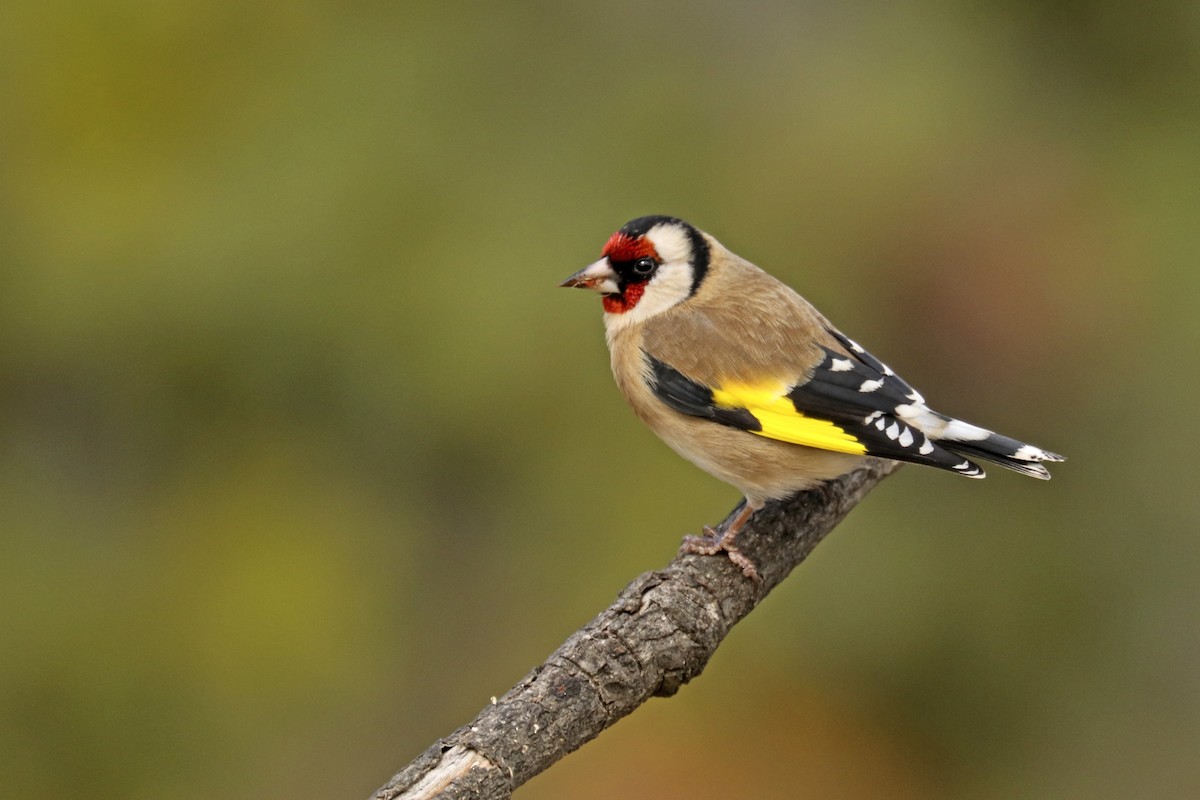European Goldfinch - Francisco Barroqueiro