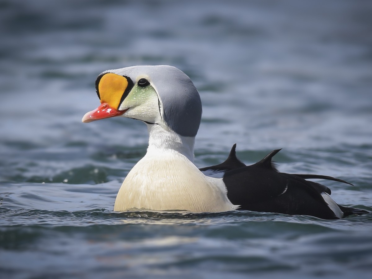 King Eider - eBird