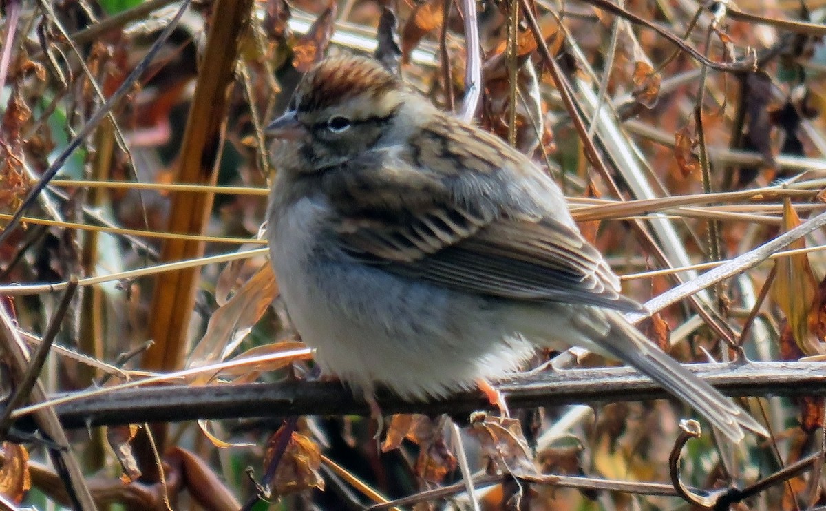Chipping Sparrow - ML187788061