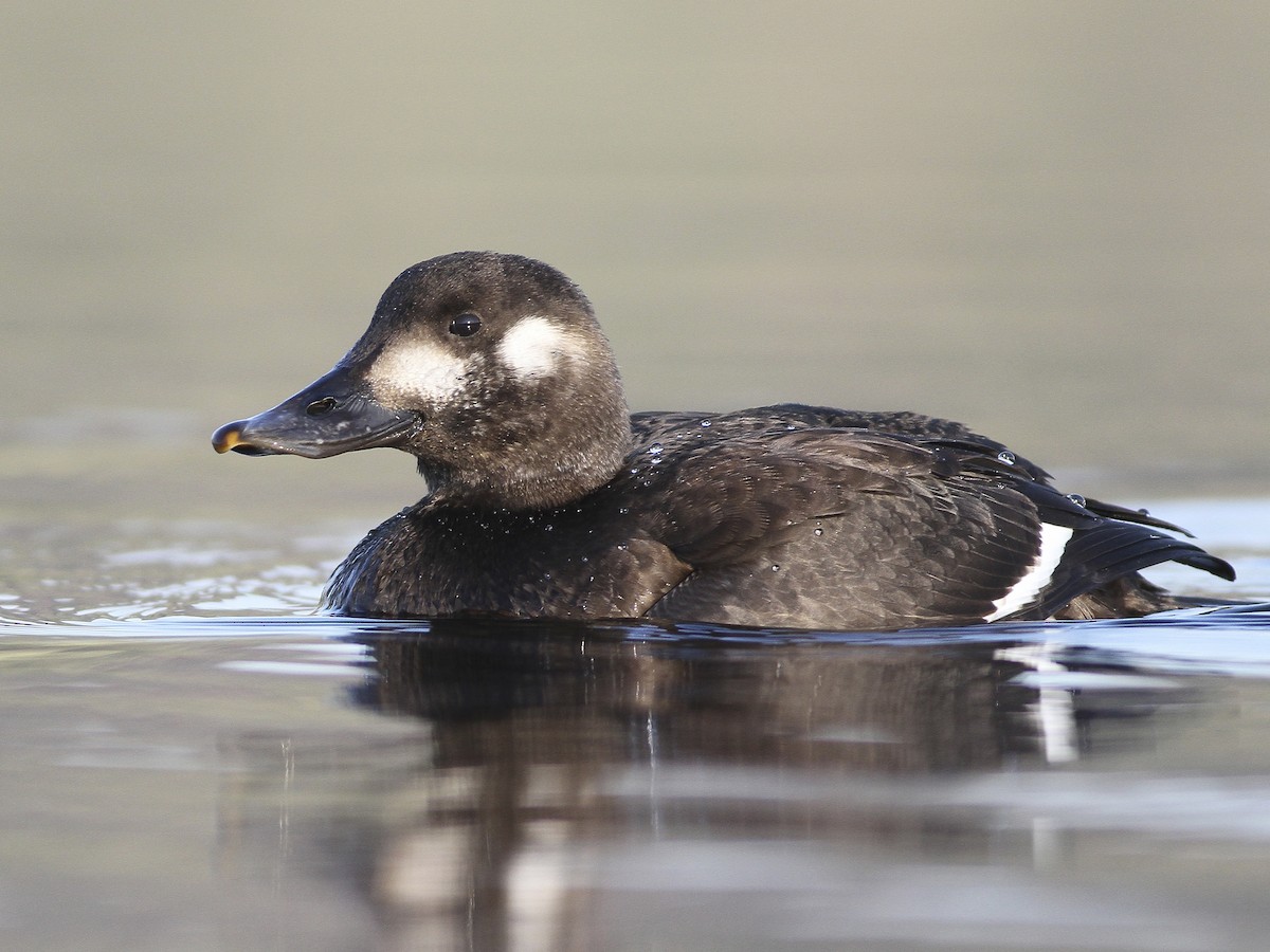 Velvet Scoter - Melanitta fusca - Birds of the World