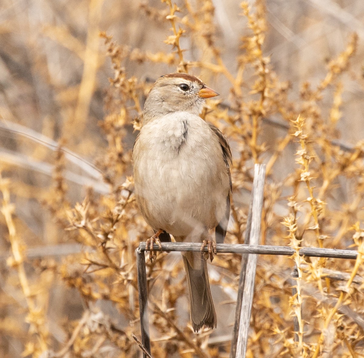 White-crowned Sparrow - ML187792831