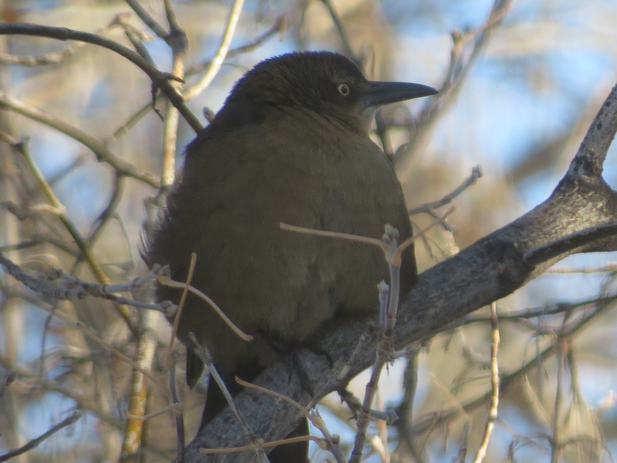 Great-tailed Grackle - ML187795671