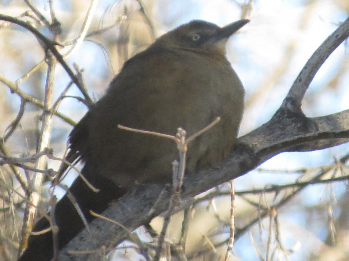 Great-tailed Grackle - ML187795831