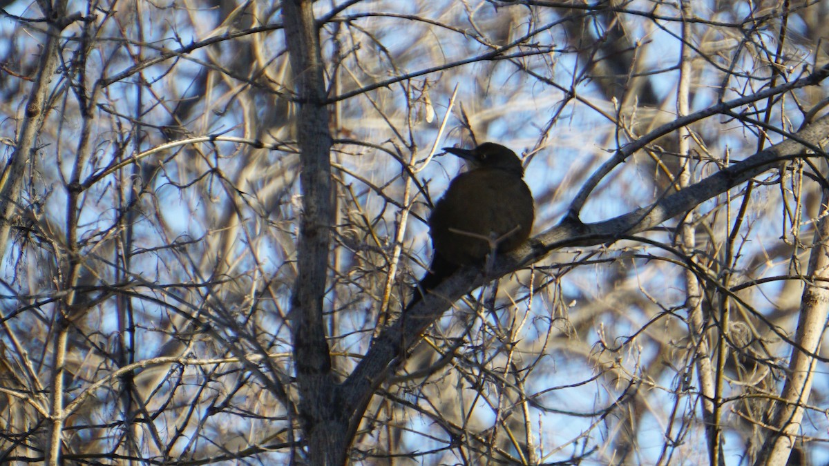 Great-tailed Grackle - ML187796091