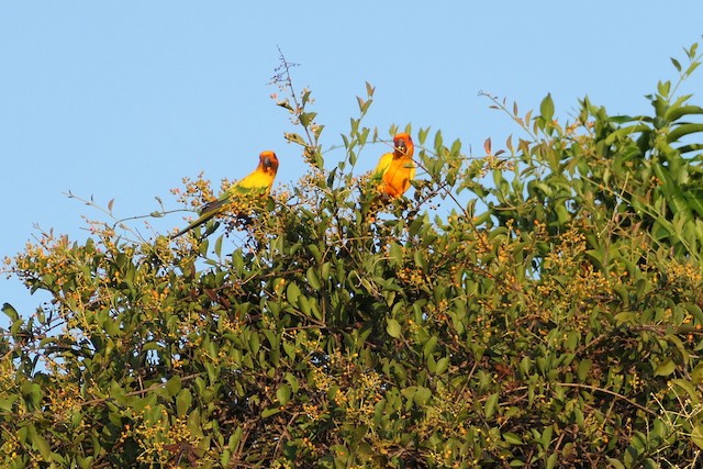Birds feeding on a tree; Roraima, Brazil. - Sun Parakeet - 