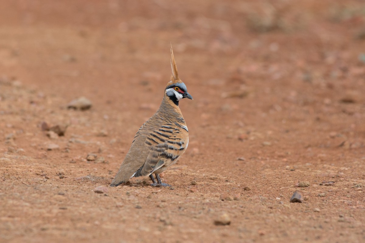 Spinifex Pigeon - ML187797481