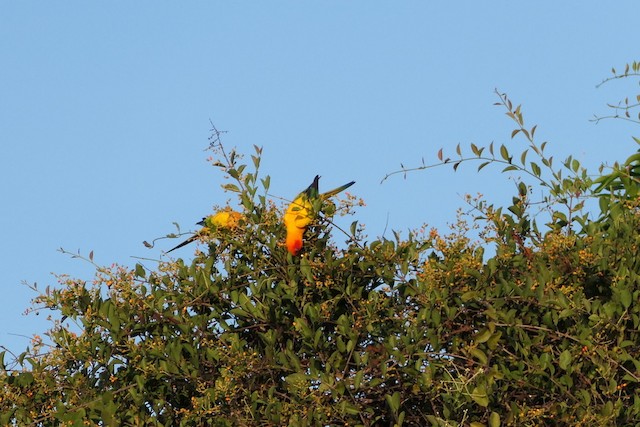 Birds feeding on fruiting tree. - Sun Parakeet - 