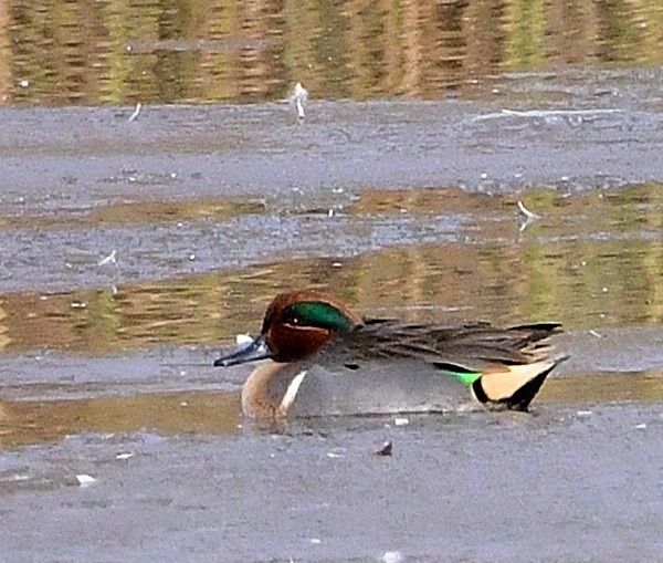 Green-winged Teal - ML187798521
