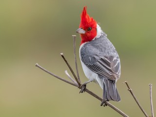  - Red-crested Cardinal