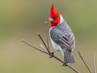 Red-crested cardinal  Smithsonian's National Zoo