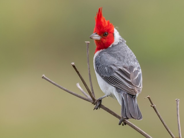 Photos Red Crested Cardinal Paroaria Coronata Birds Of The World