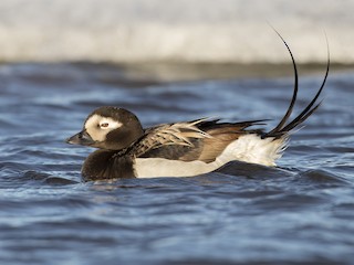  - Long-tailed Duck