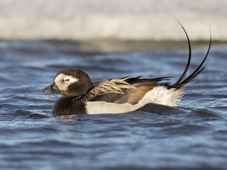 Long-tailed Duck - Clangula hyemalis - Birds of the World