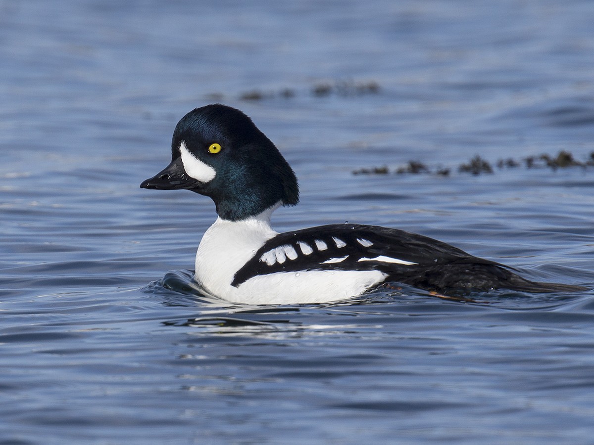 Barrow's Goldeneye - Bucephala islandica - Birds of the World