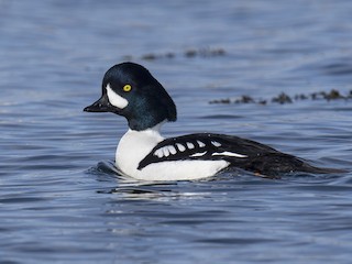 Barrow's Goldeneye - Bucephala islandica - Birds of the World