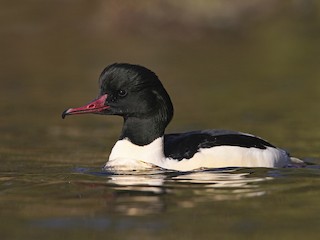  - Common Merganser