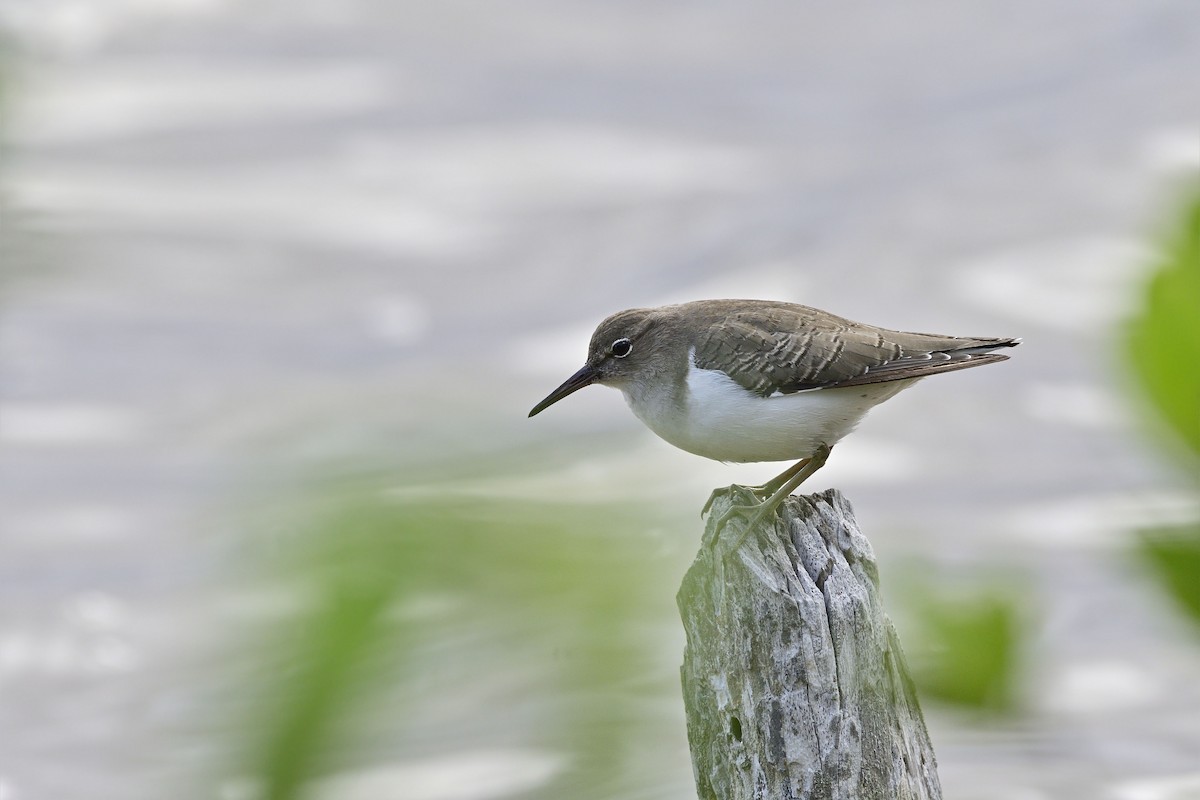 Spotted Sandpiper - Luis Guillermo