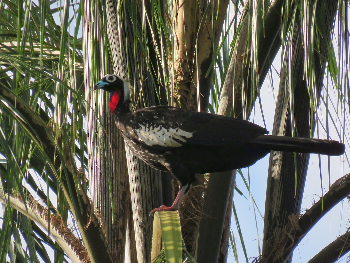 Black-fronted Piping-Guan - ML187808861