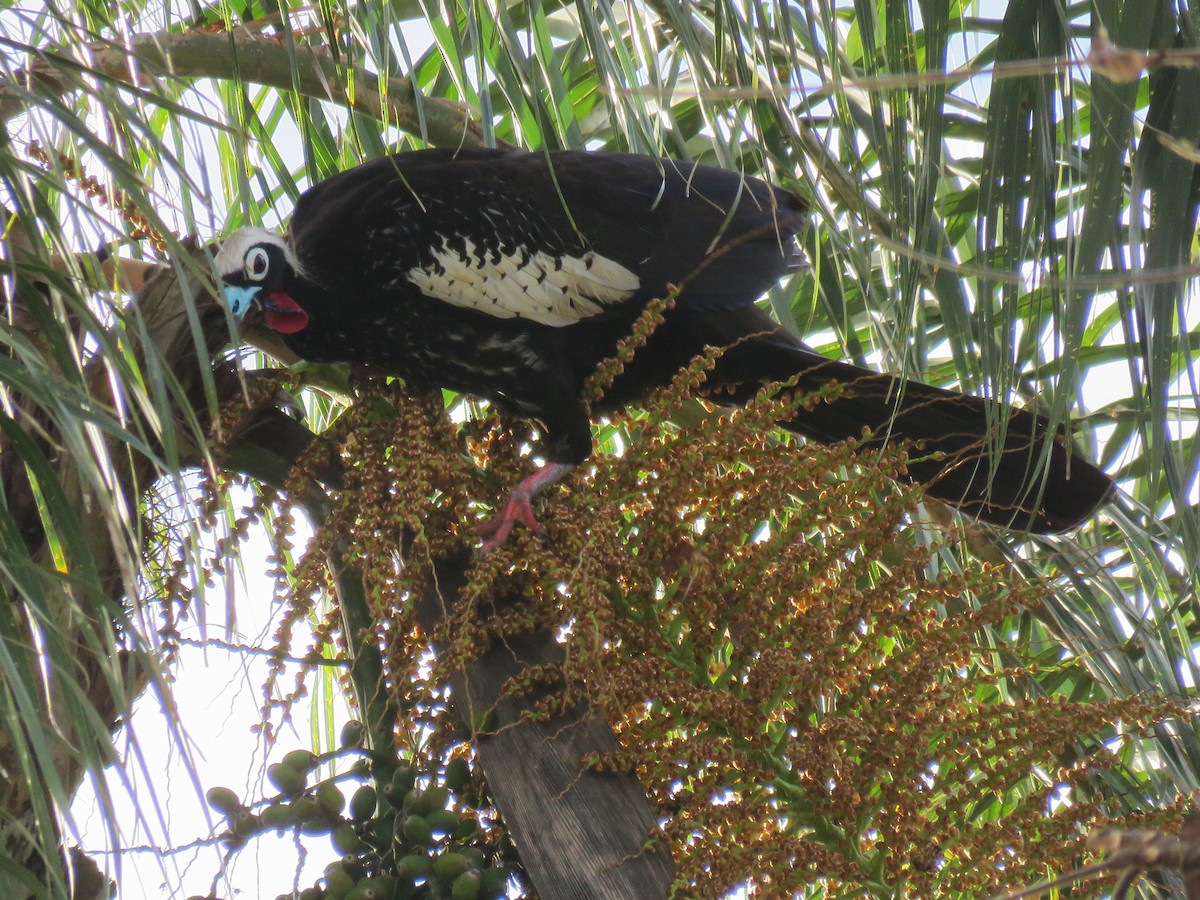 Black-fronted Piping-Guan - ML187808881