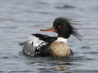  - Red-breasted Merganser