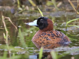  - Masked Duck