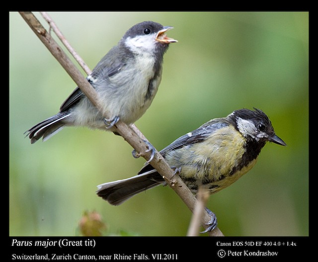 Juvenile (left) and Adult Female (right) Great Tits (subspecies <em class="SciName notranslate">major</em>). - Great Tit (Great) - 