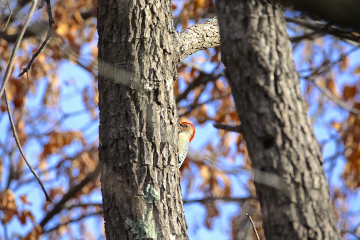 Red-bellied Woodpecker - ML187823251