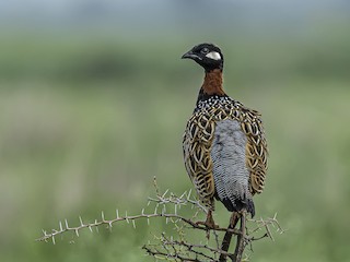  - Black Francolin