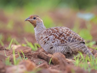  - Gray Francolin