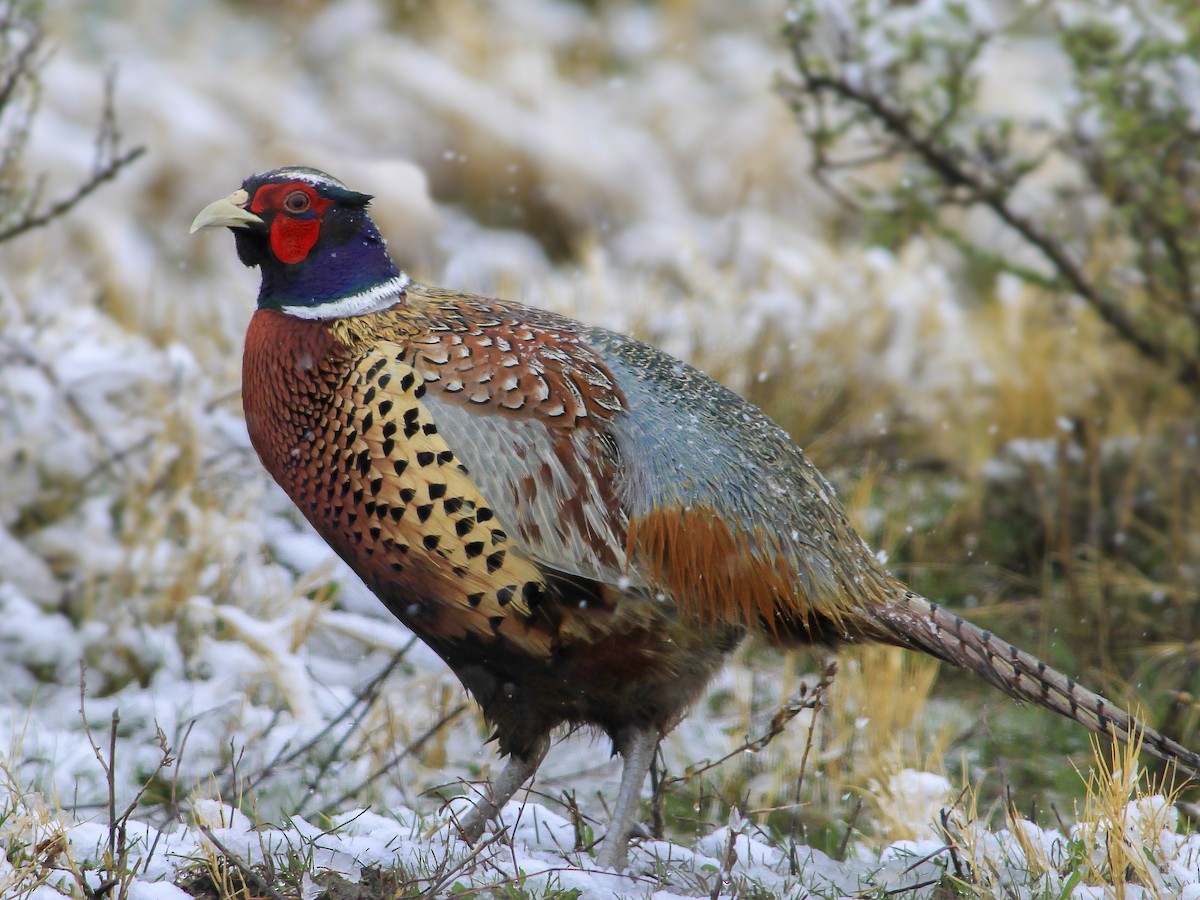 Ring-necked Pheasant - Phasianus colchicus - Birds of the World