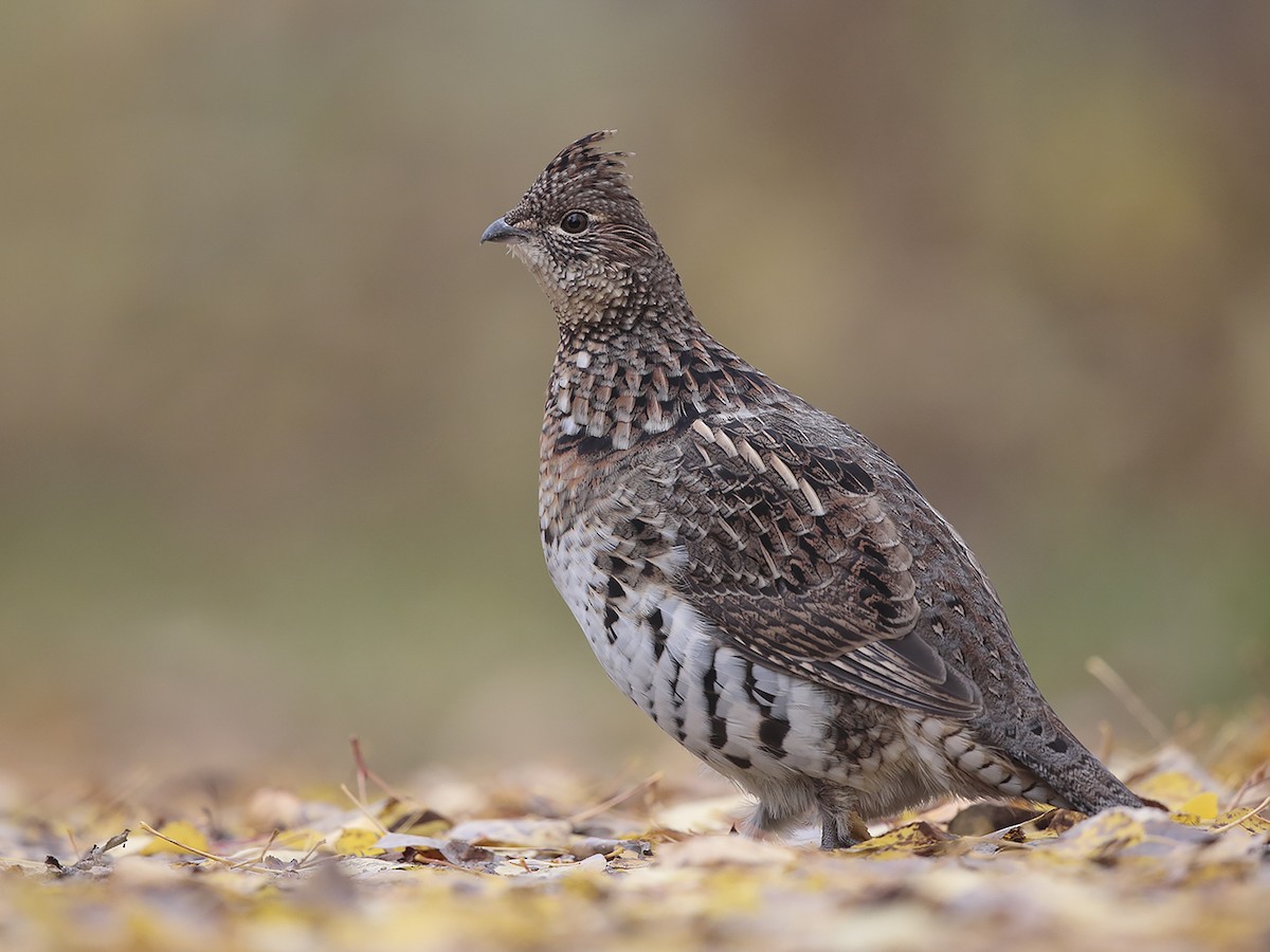 Ruffed Grouse - eBird