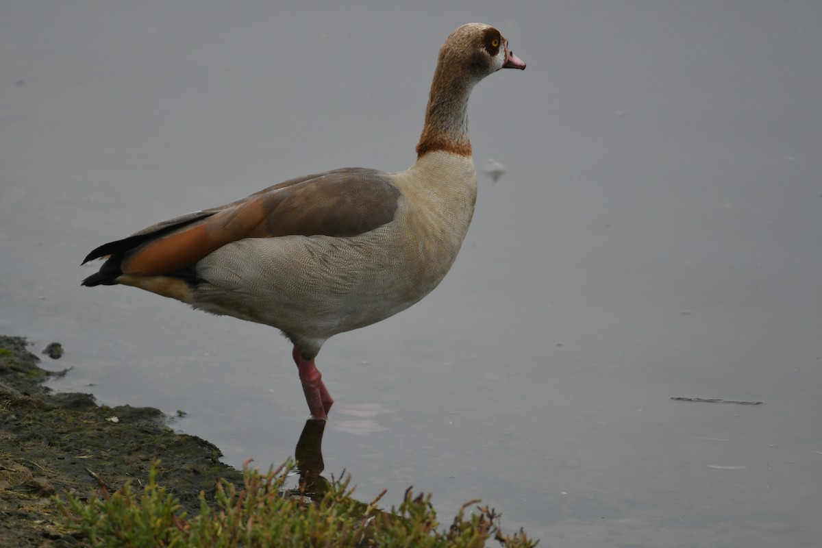 Egyptian Goose - william tyrer