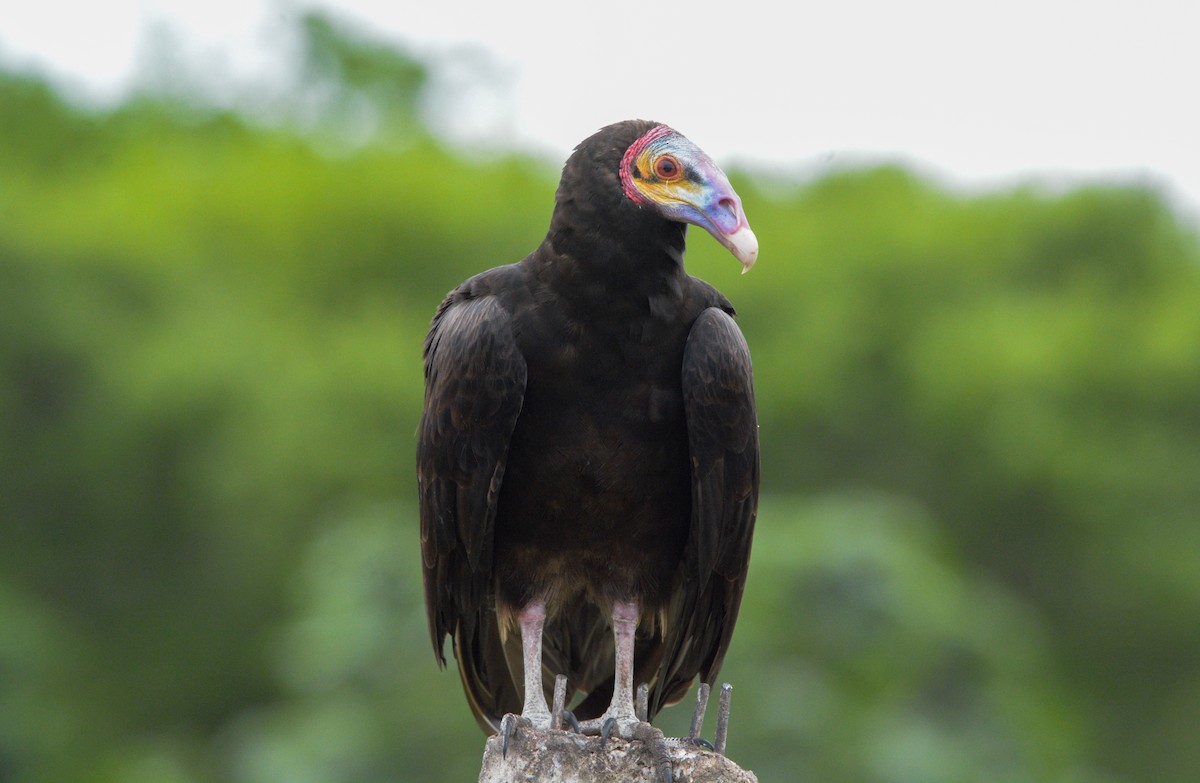 Lesser Yellow-headed Vulture - ML187837441