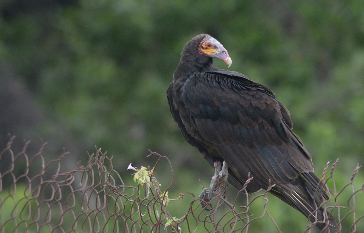 Lesser Yellow-headed Vulture - Luis Trinchan